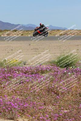 media/Mar-12-2023-SoCal Trackdays (Sun) [[d4c8249724]]/Turn 15 Inside Bloom (130pm)/